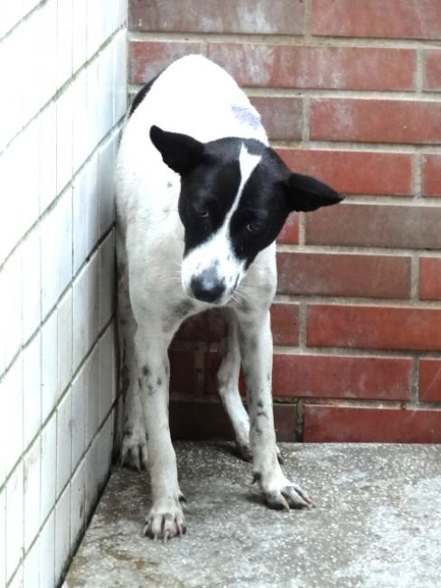 混種犬