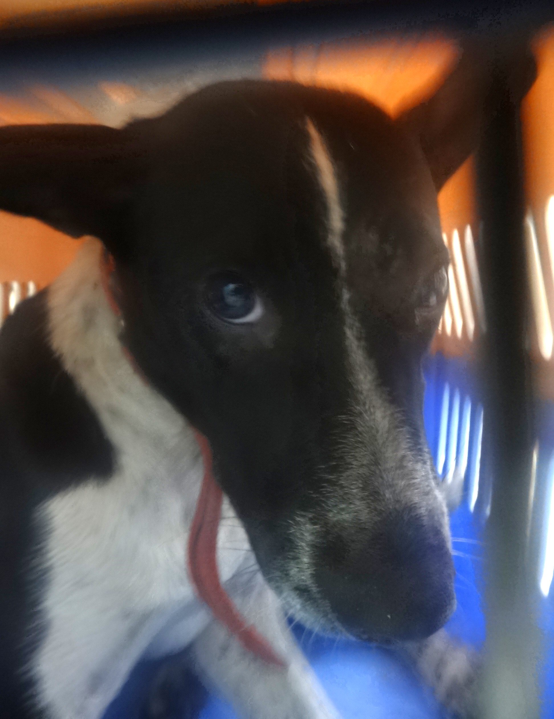 混種犬