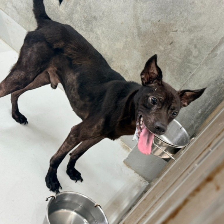 混種犬