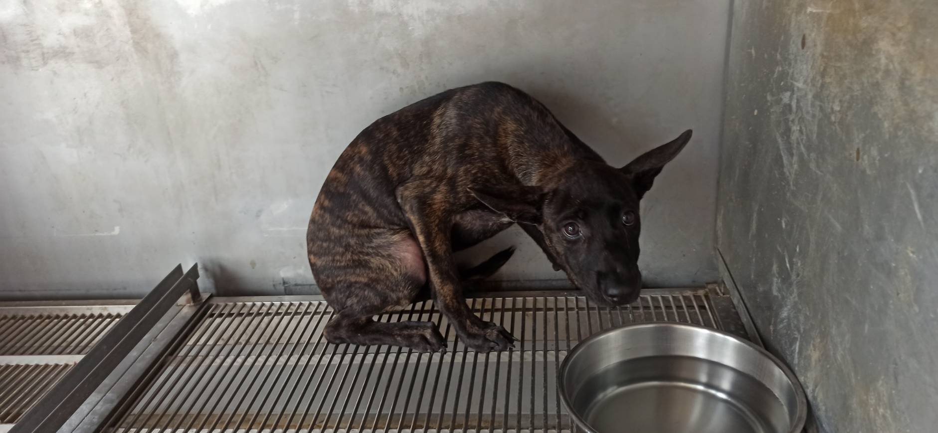 混種犬
