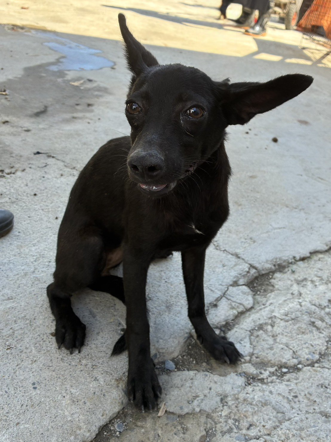 混種犬
