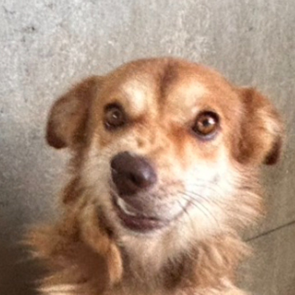 混種犬