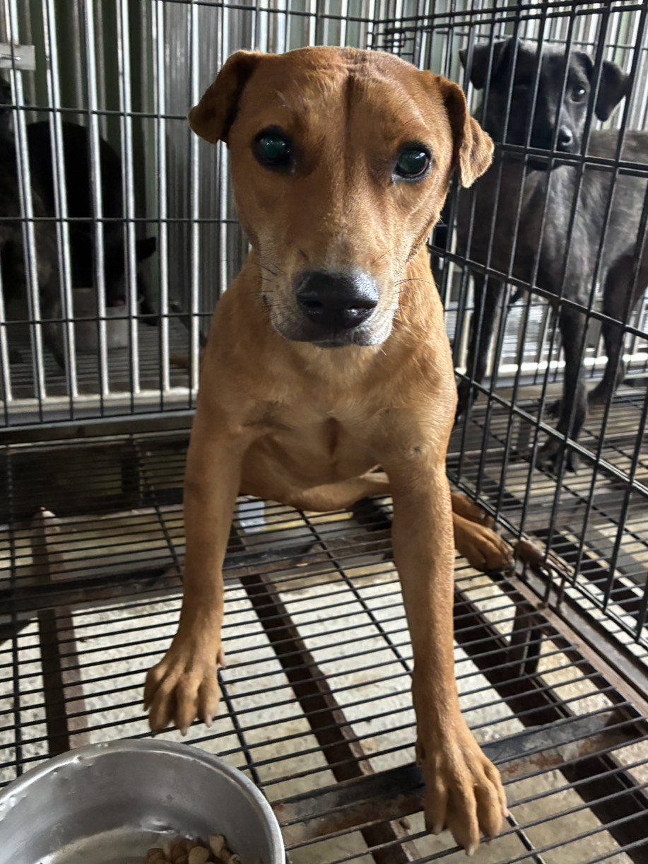 混種犬