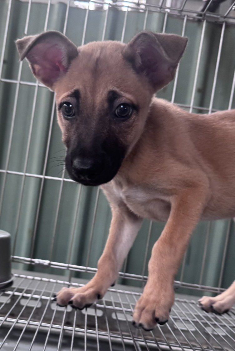 混種犬