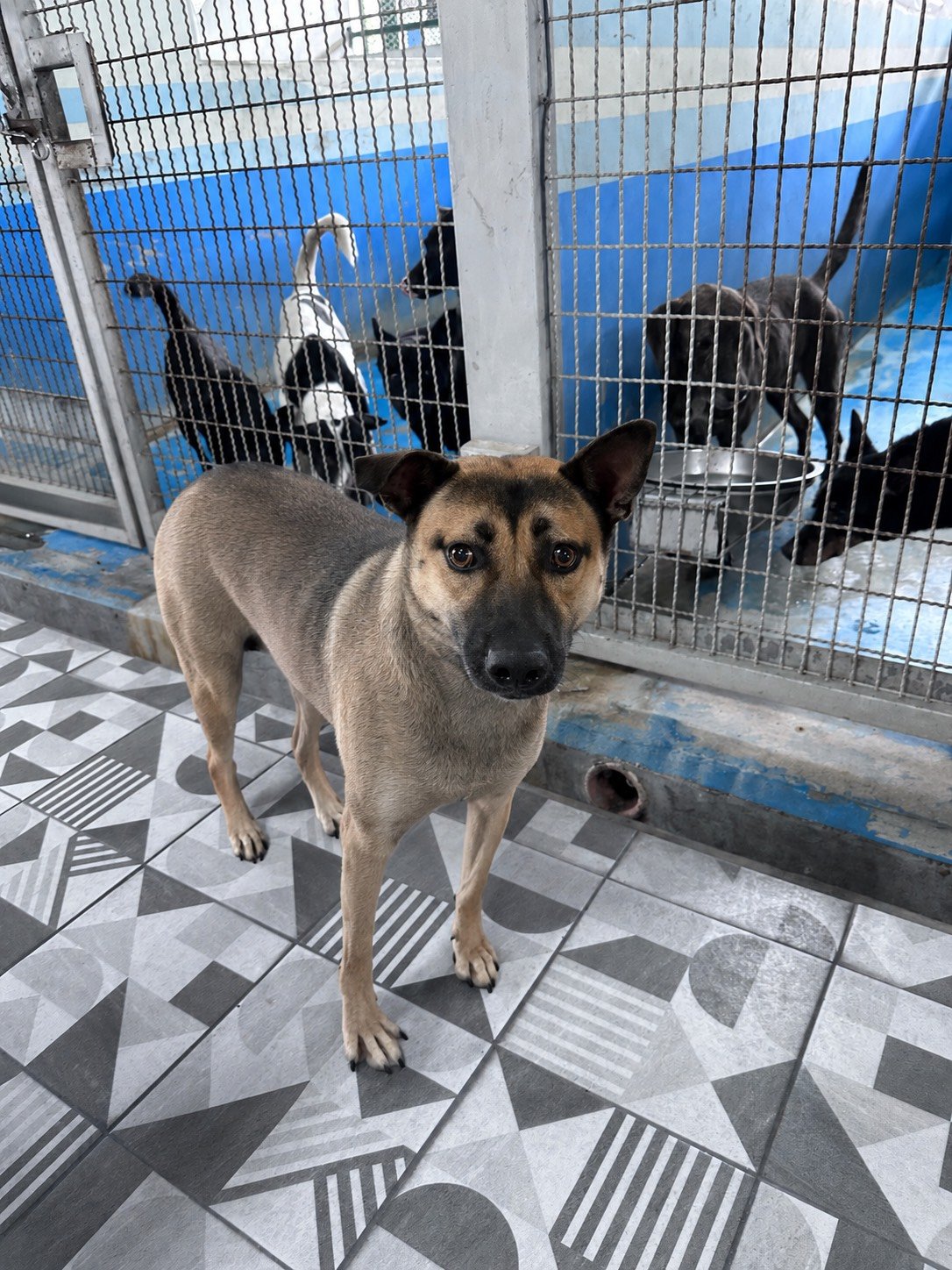 混種犬