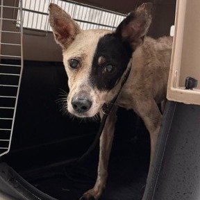 混種犬
