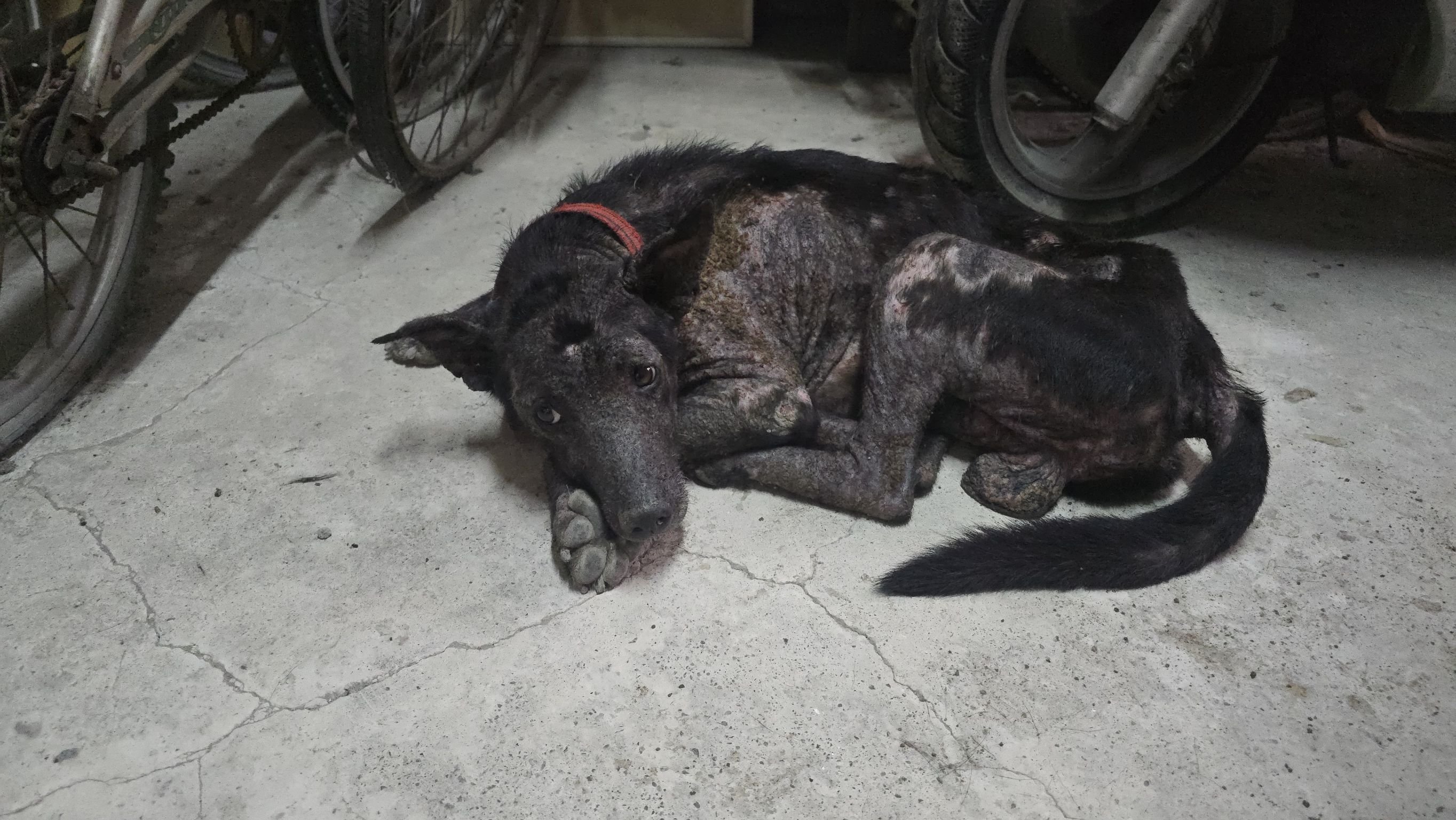 混種犬