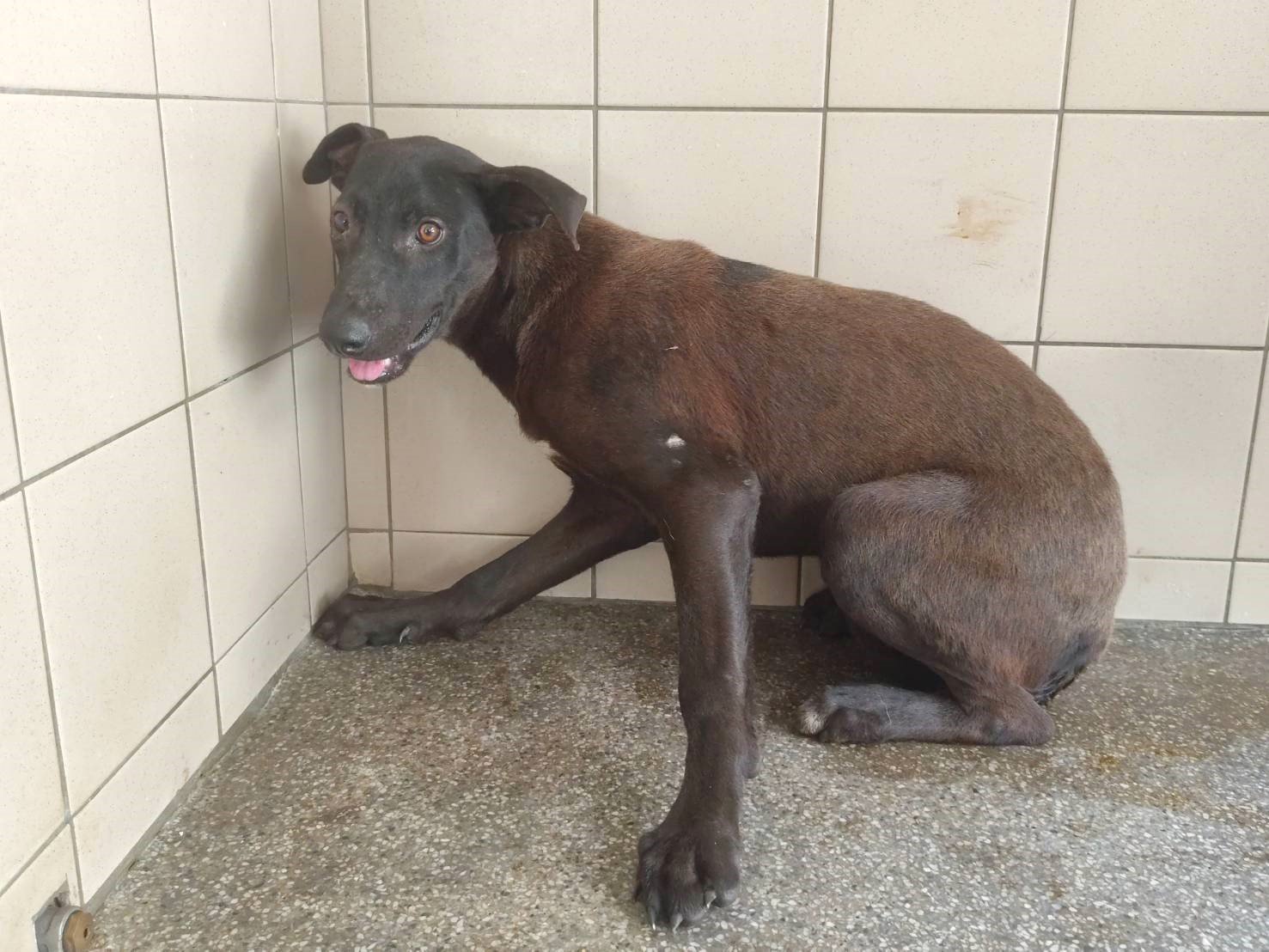 混種犬