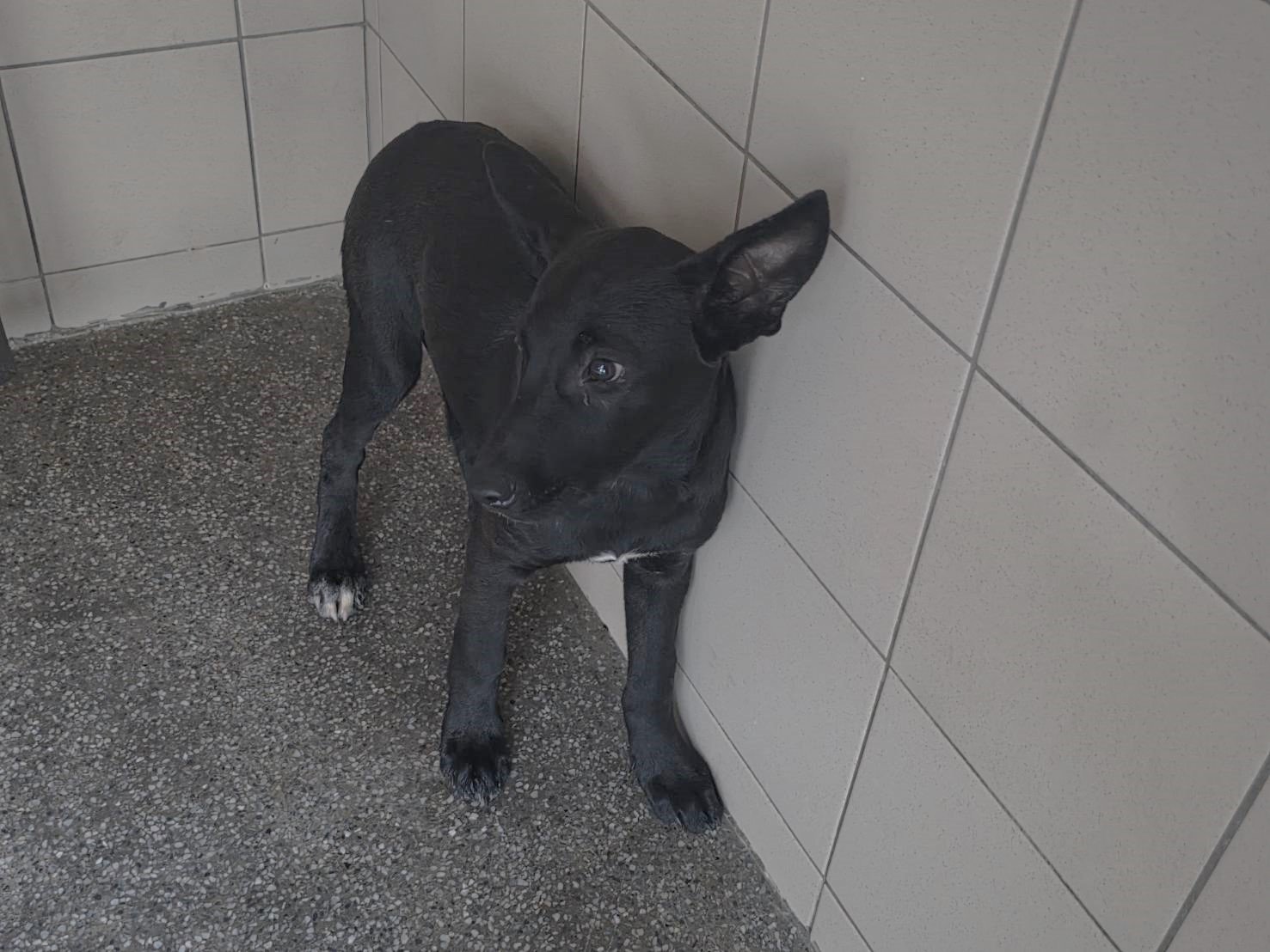 混種犬