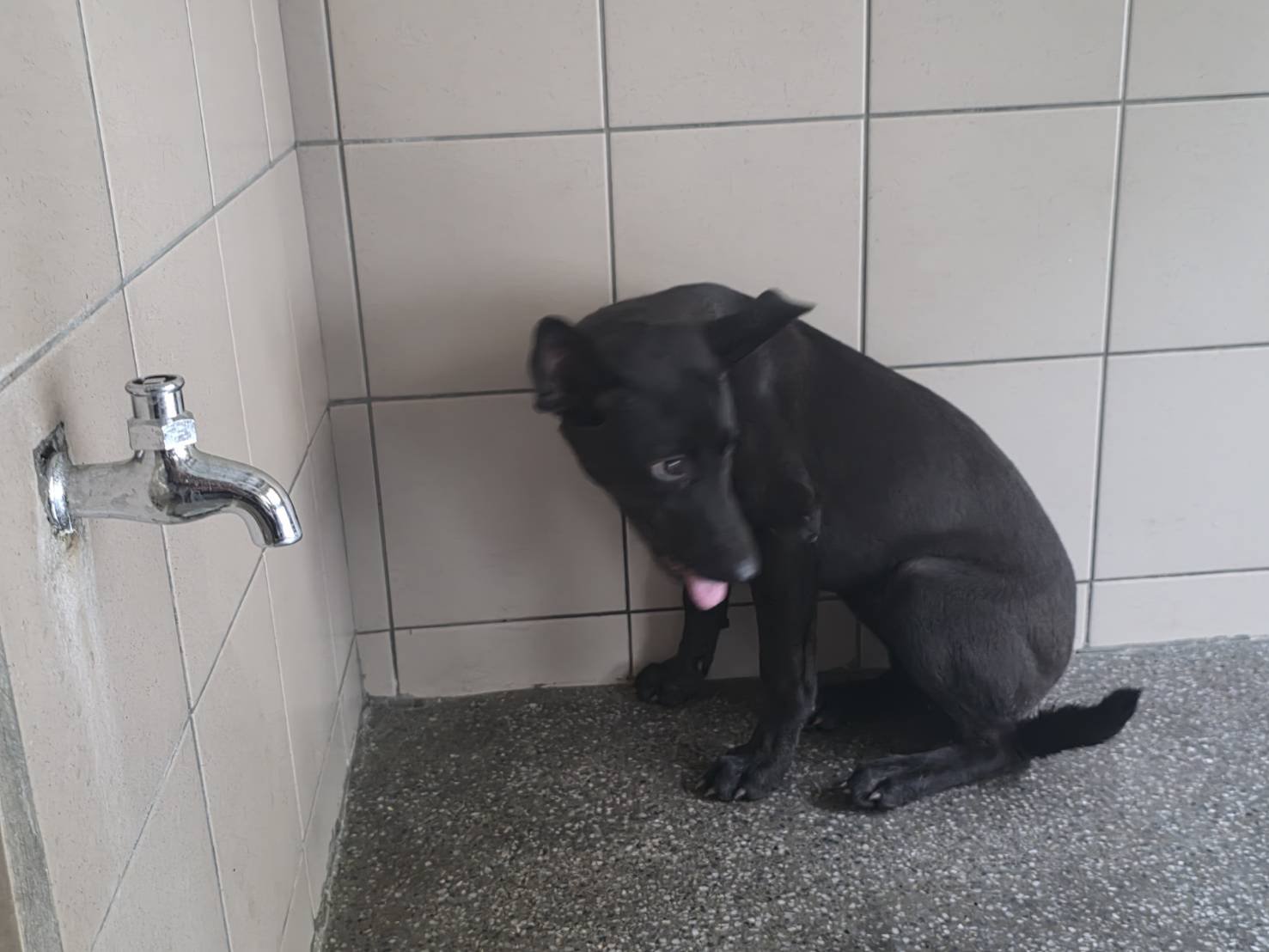 混種犬