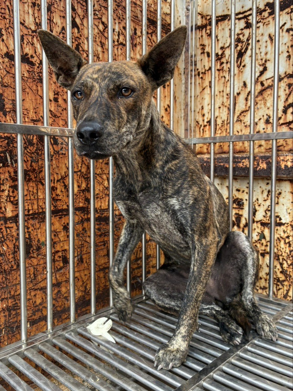 混種犬