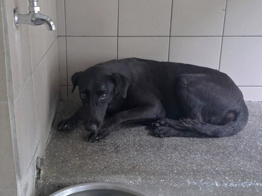 混種犬