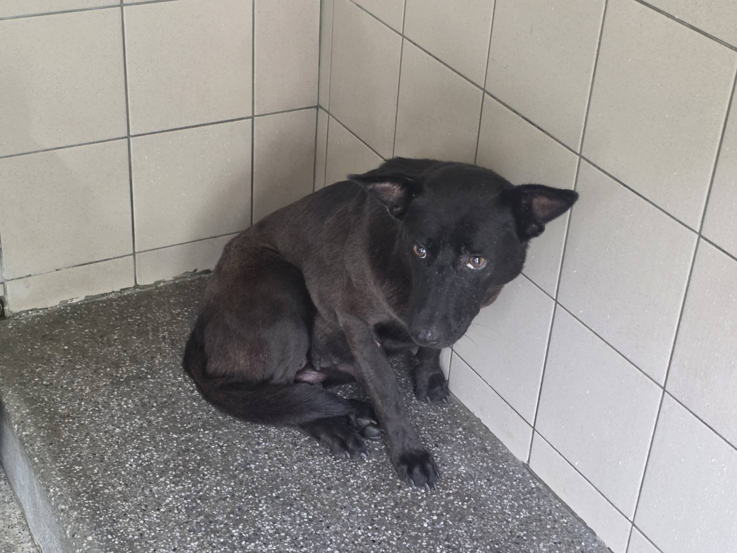 混種犬