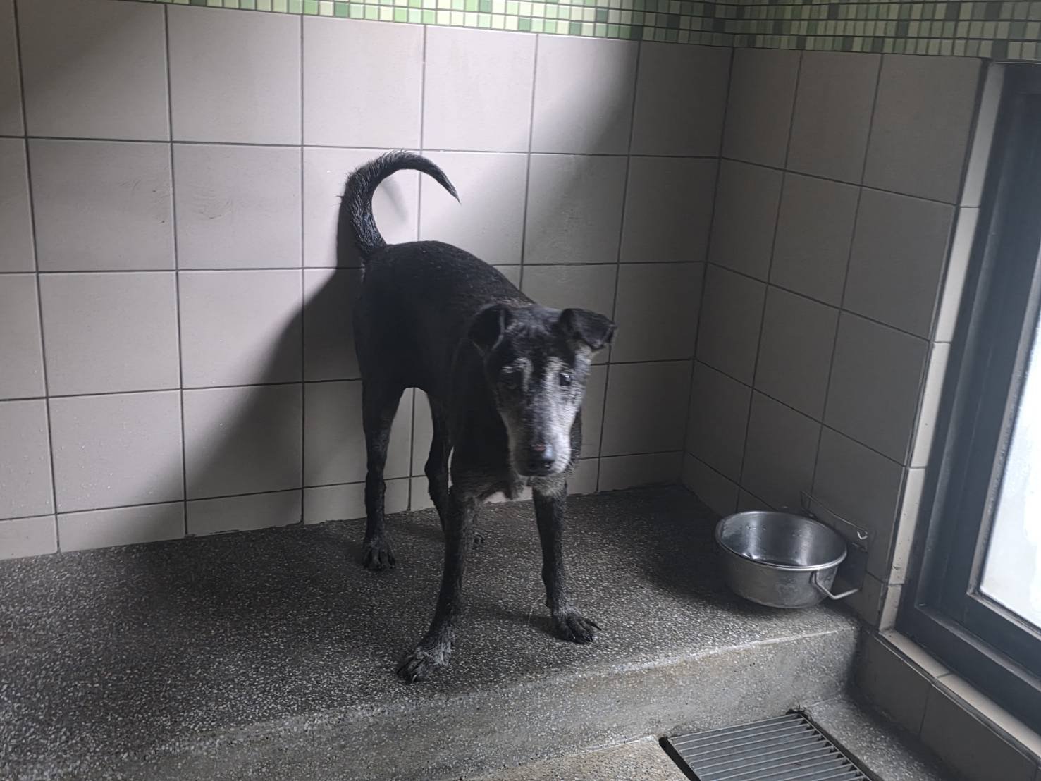 混種犬