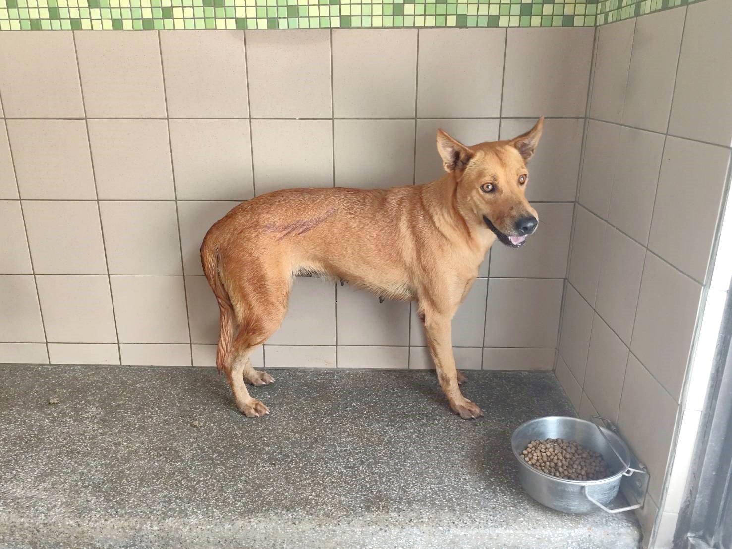 混種犬