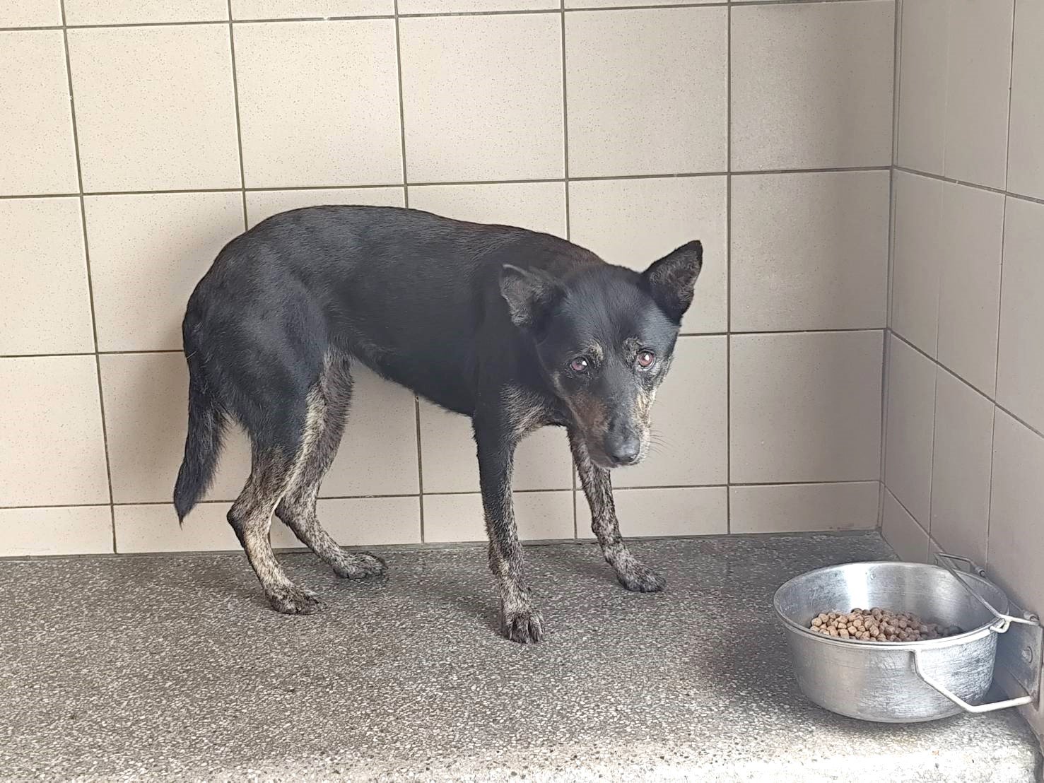 混種犬