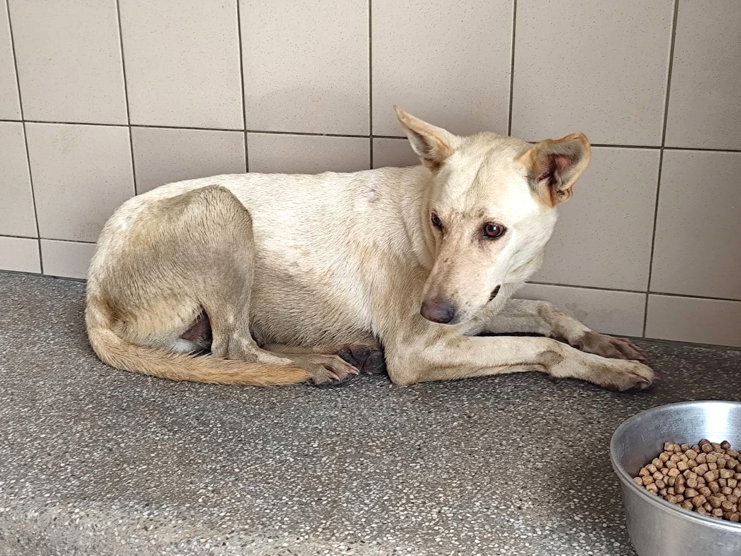 混種犬