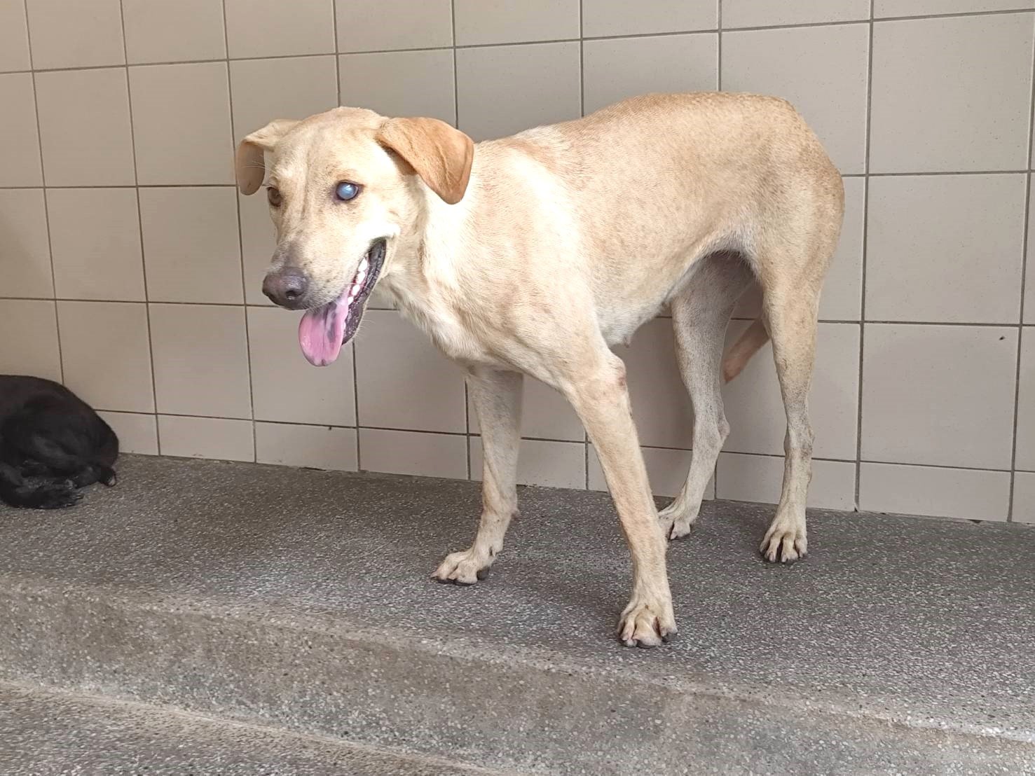 混種犬