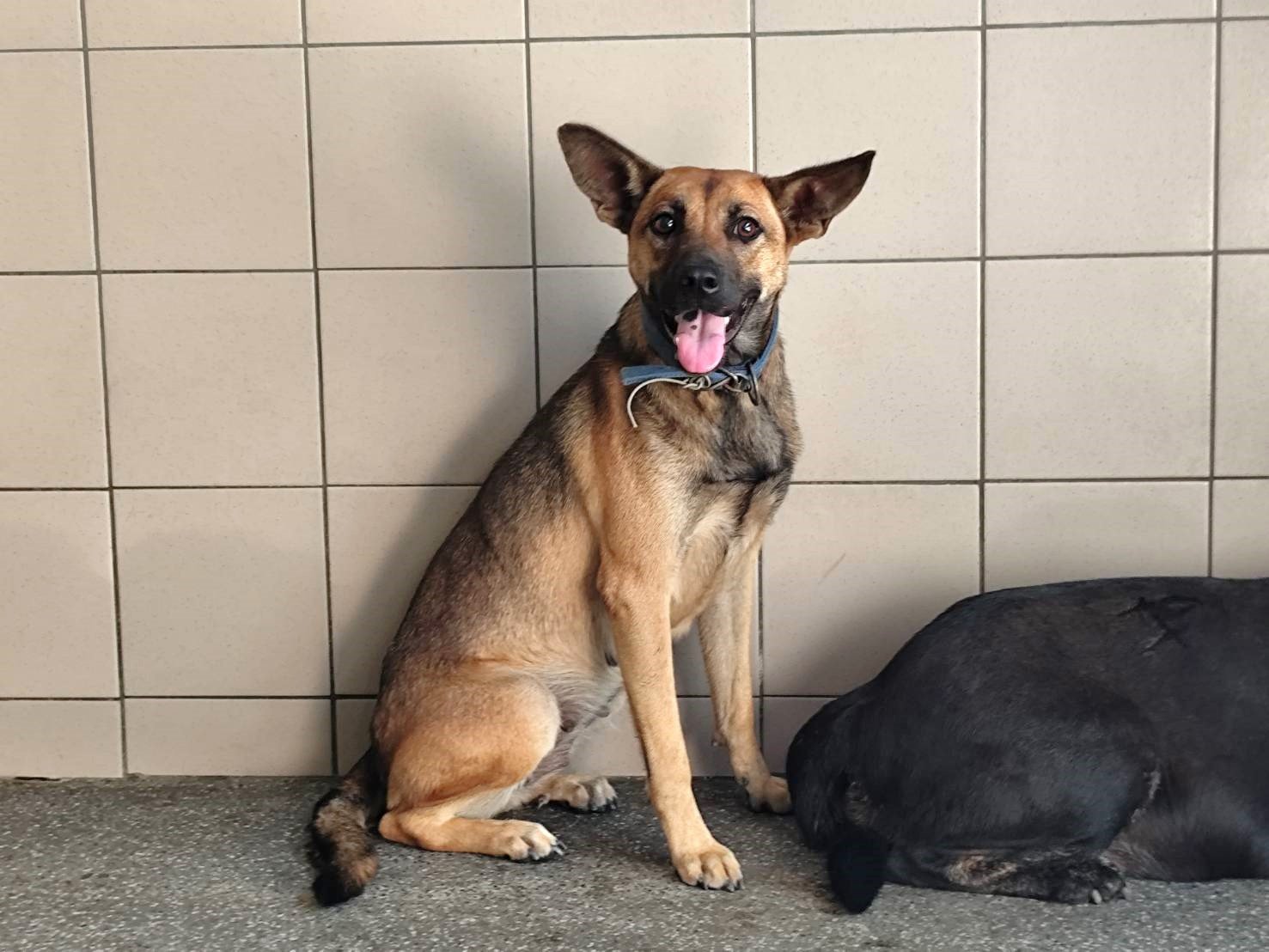 混種犬