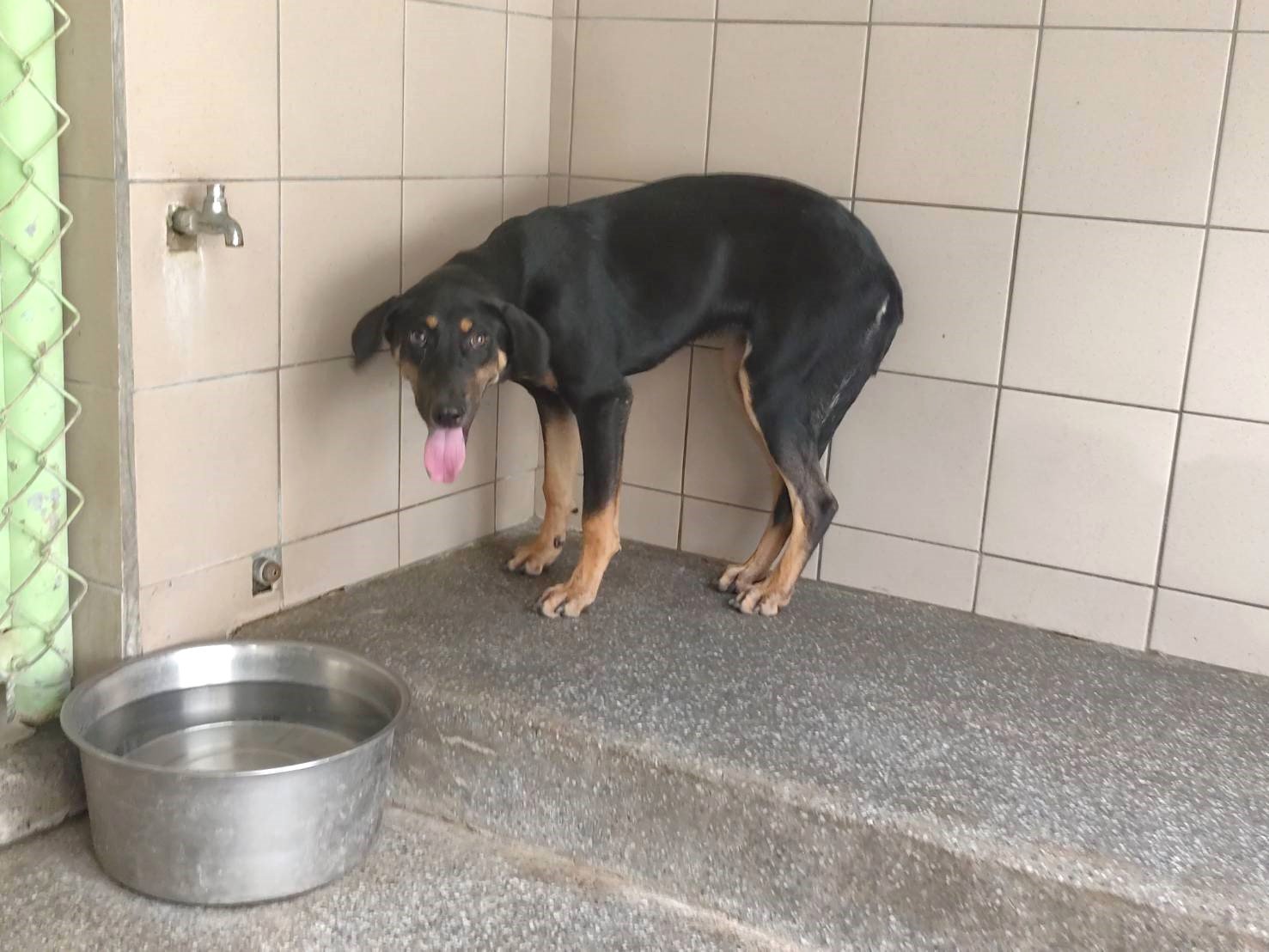 混種犬