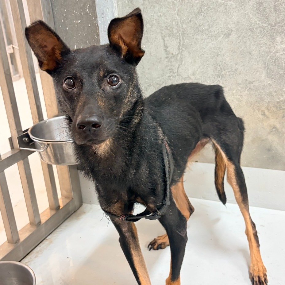 混種犬