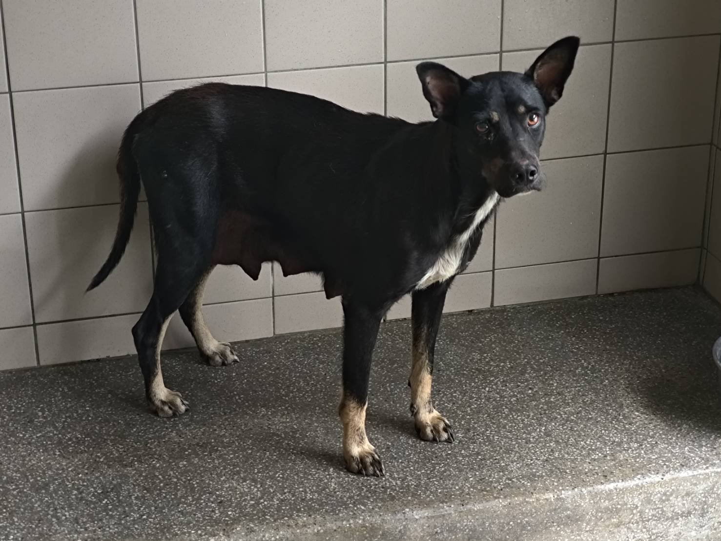 混種犬