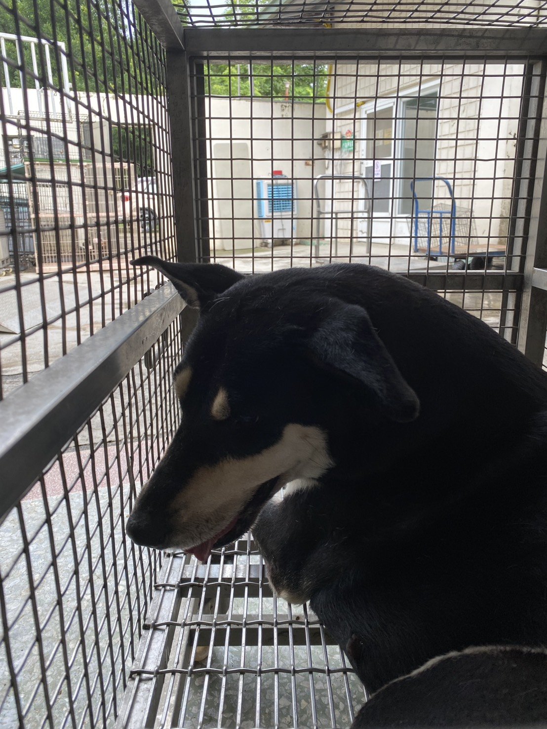 高山犬