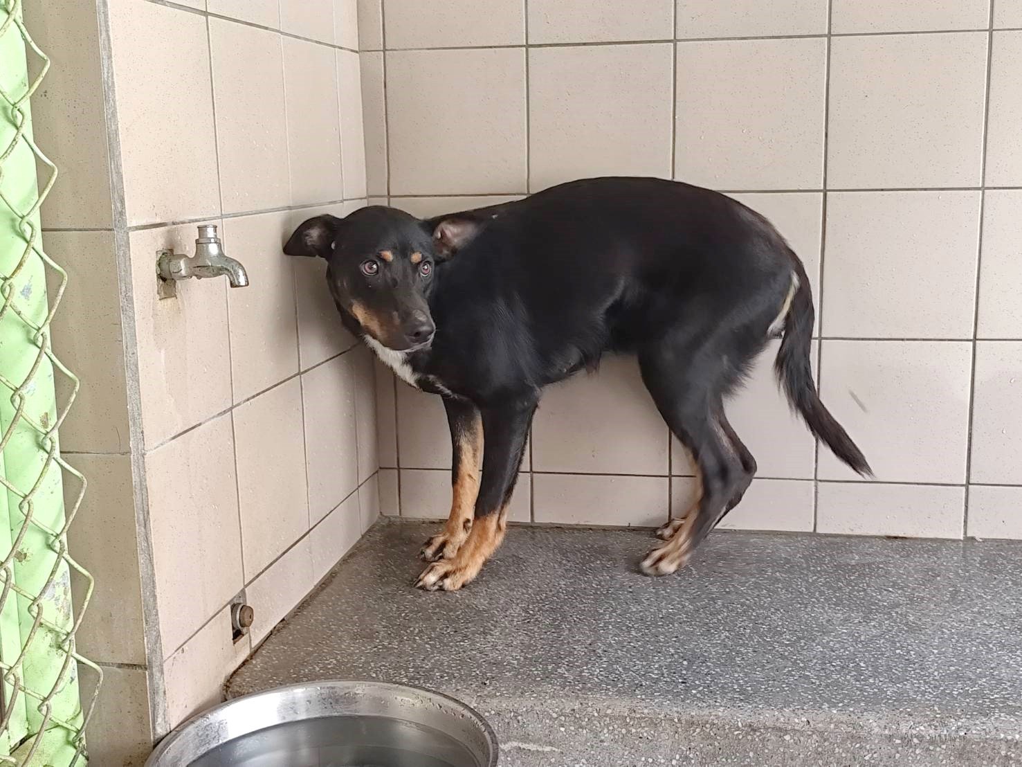 混種犬