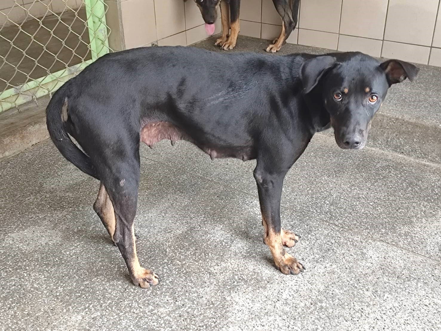 混種犬