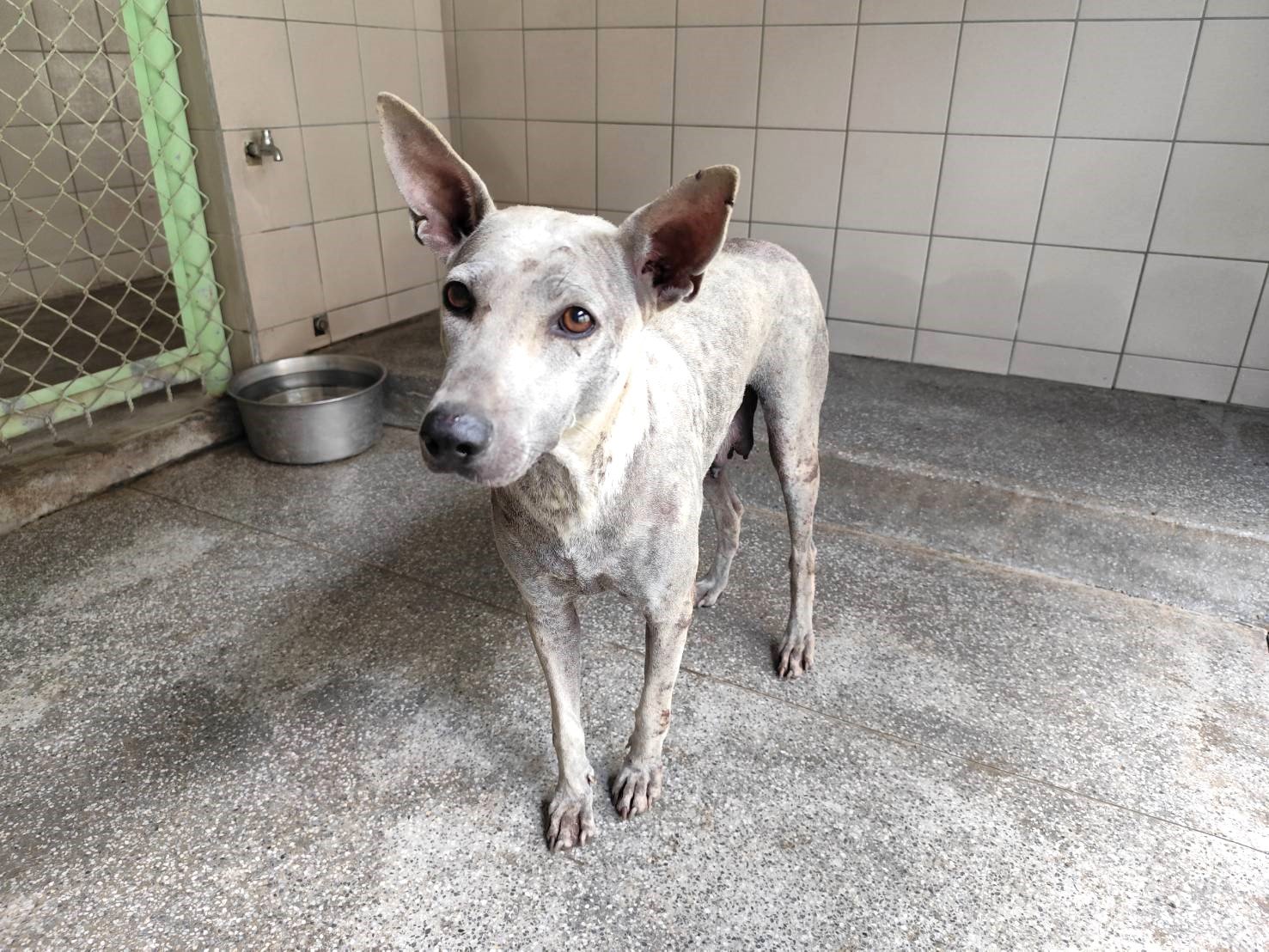 混種犬