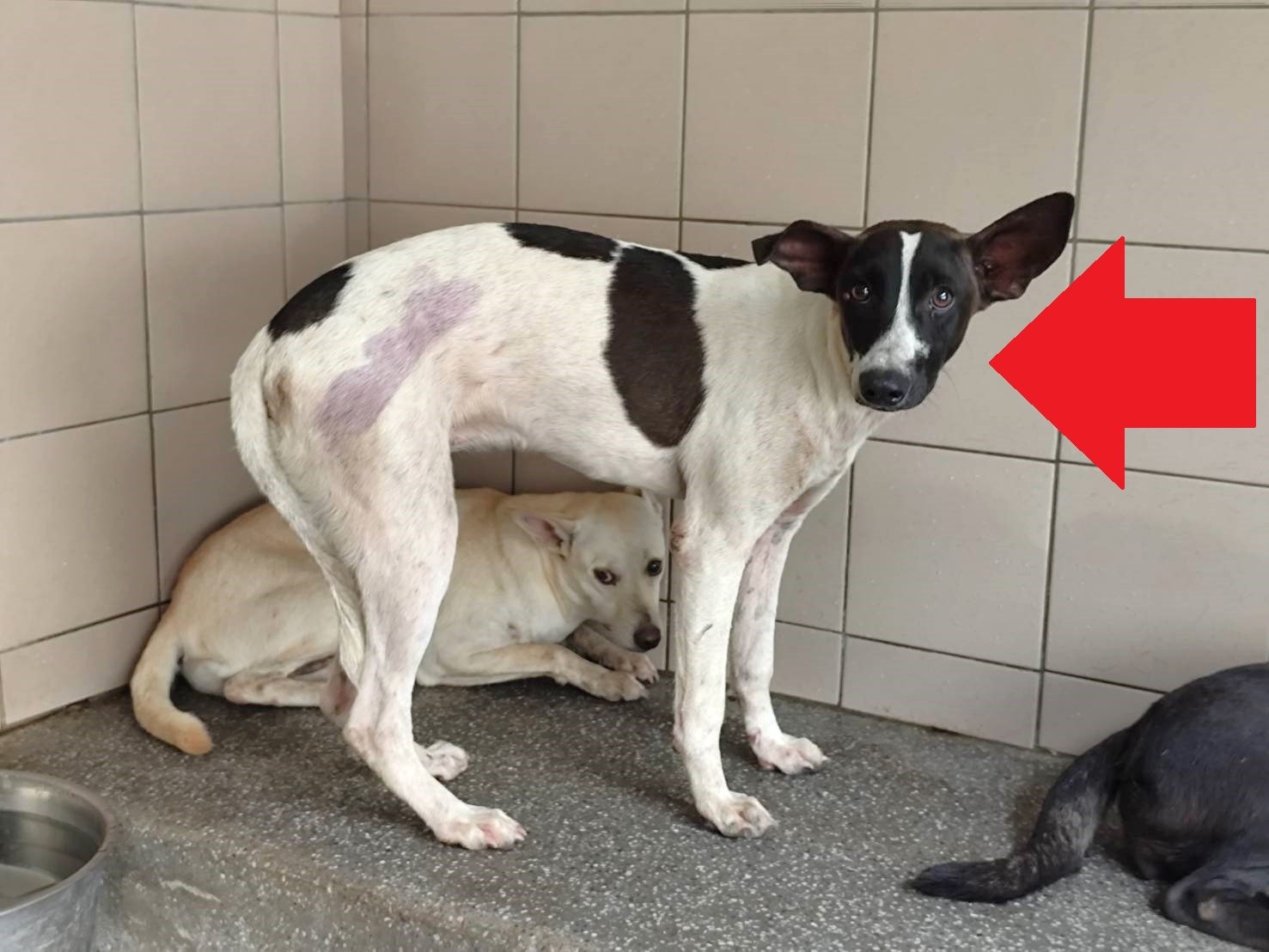 混種犬