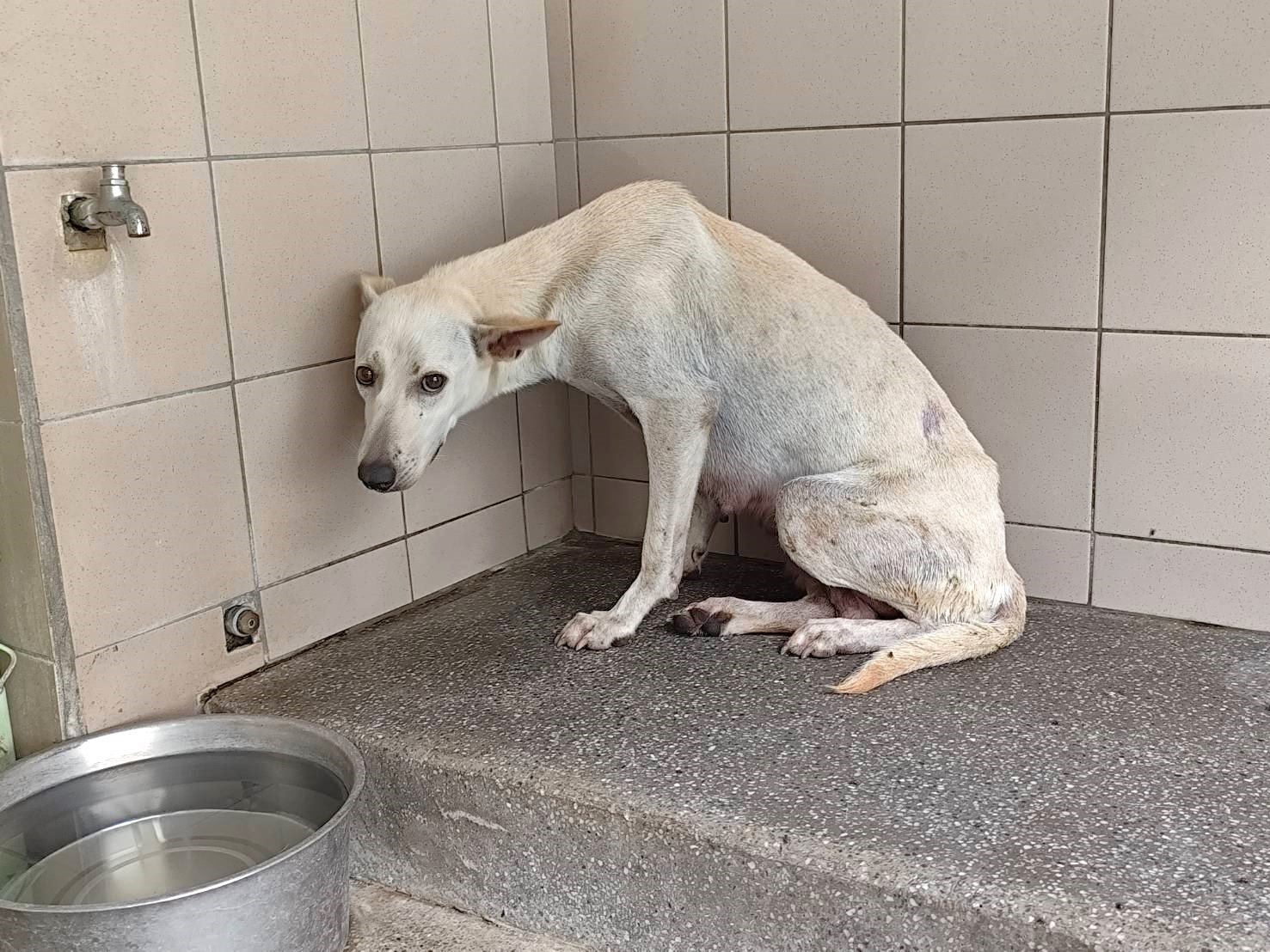 混種犬