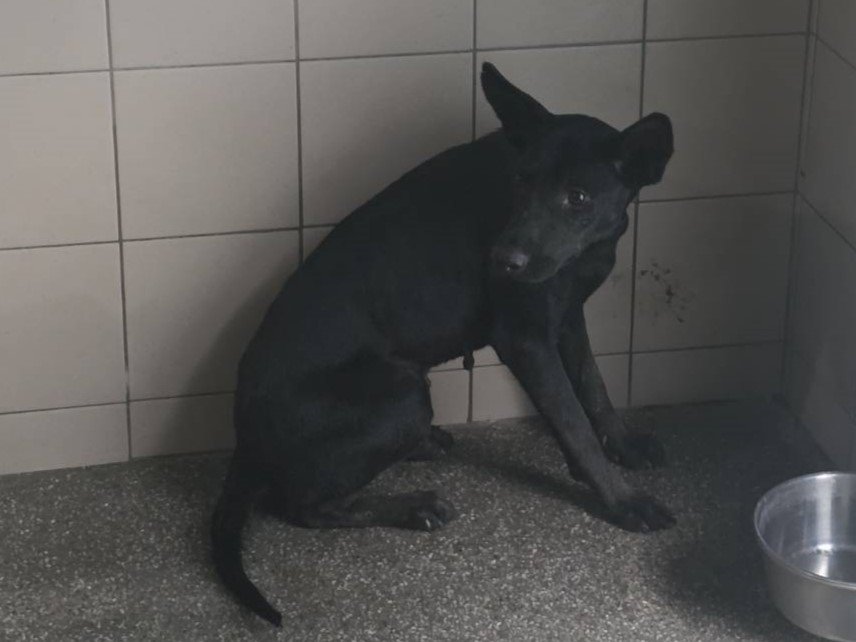 混種犬