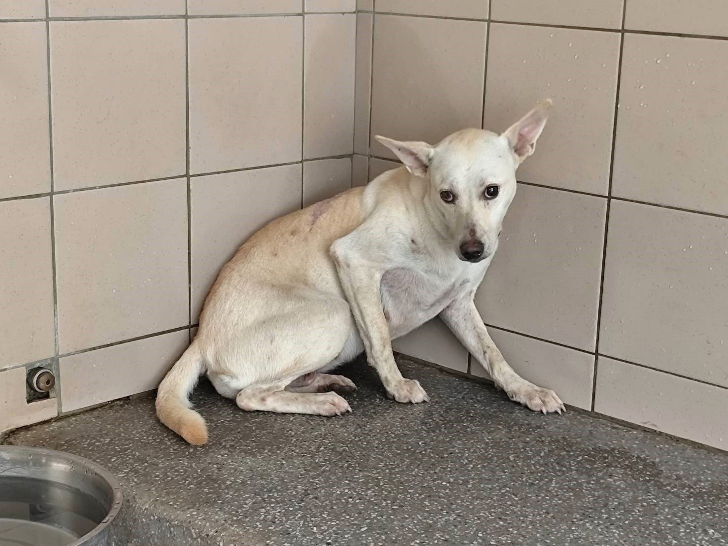 混種犬