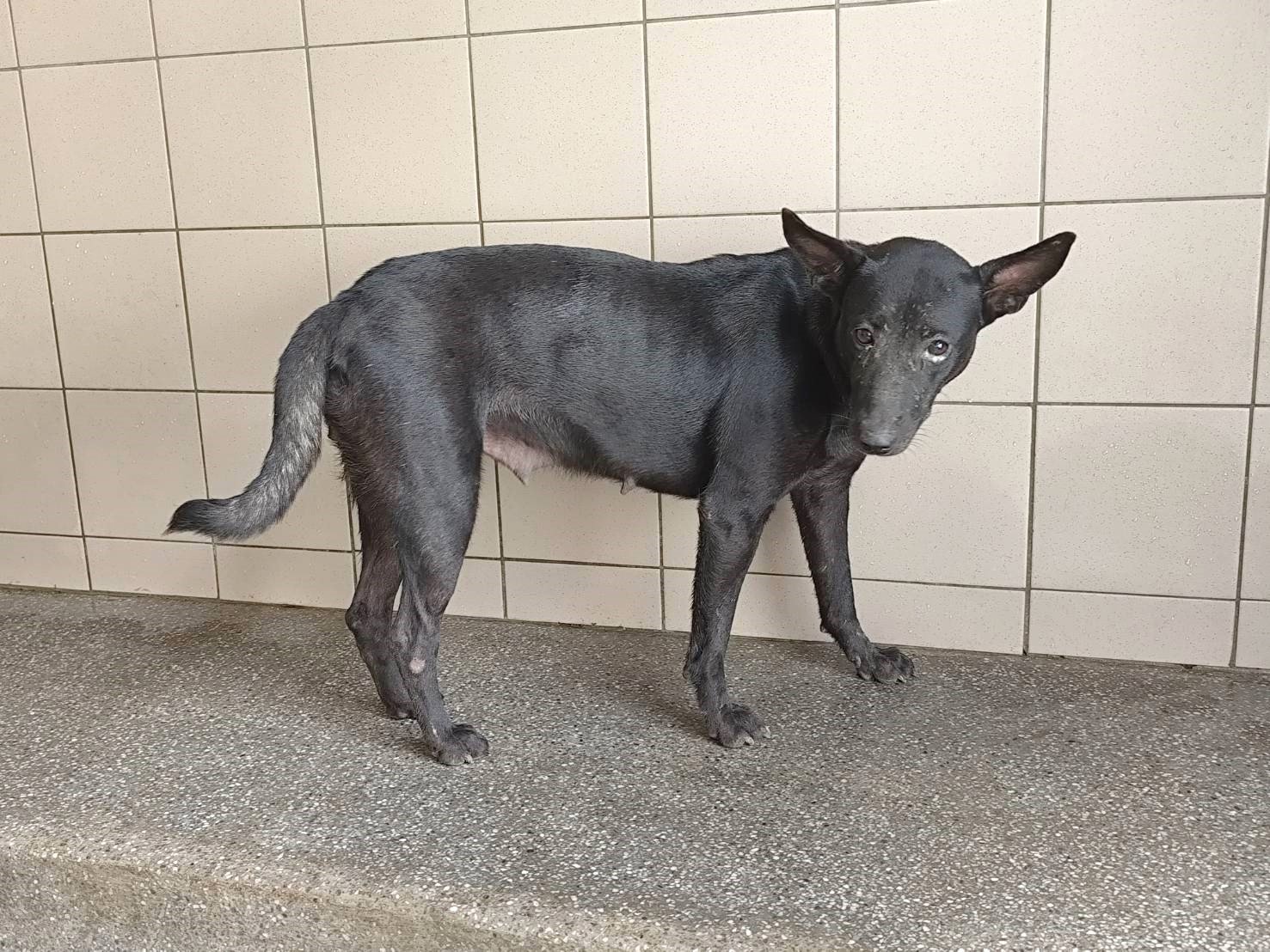 混種犬