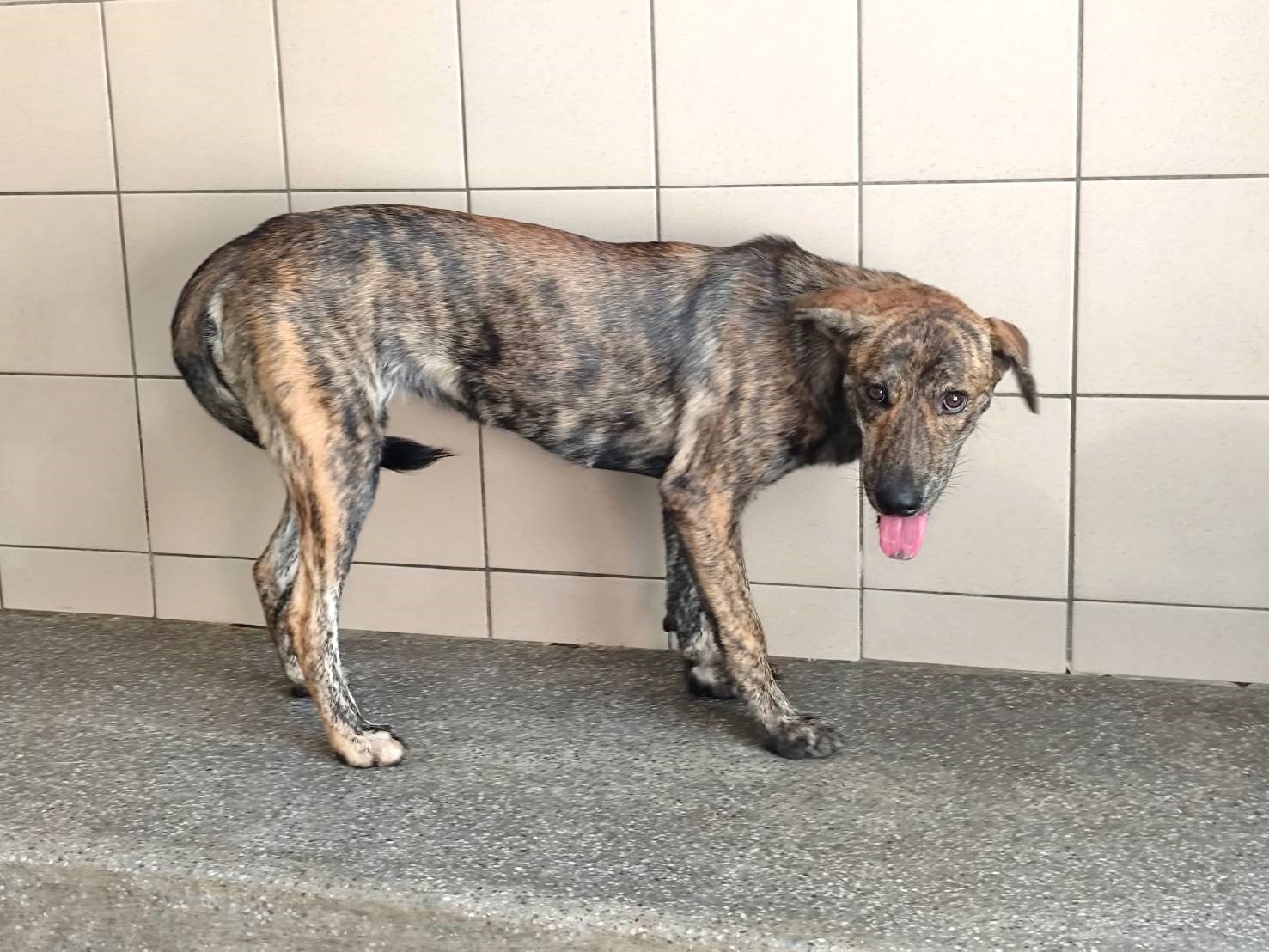 混種犬