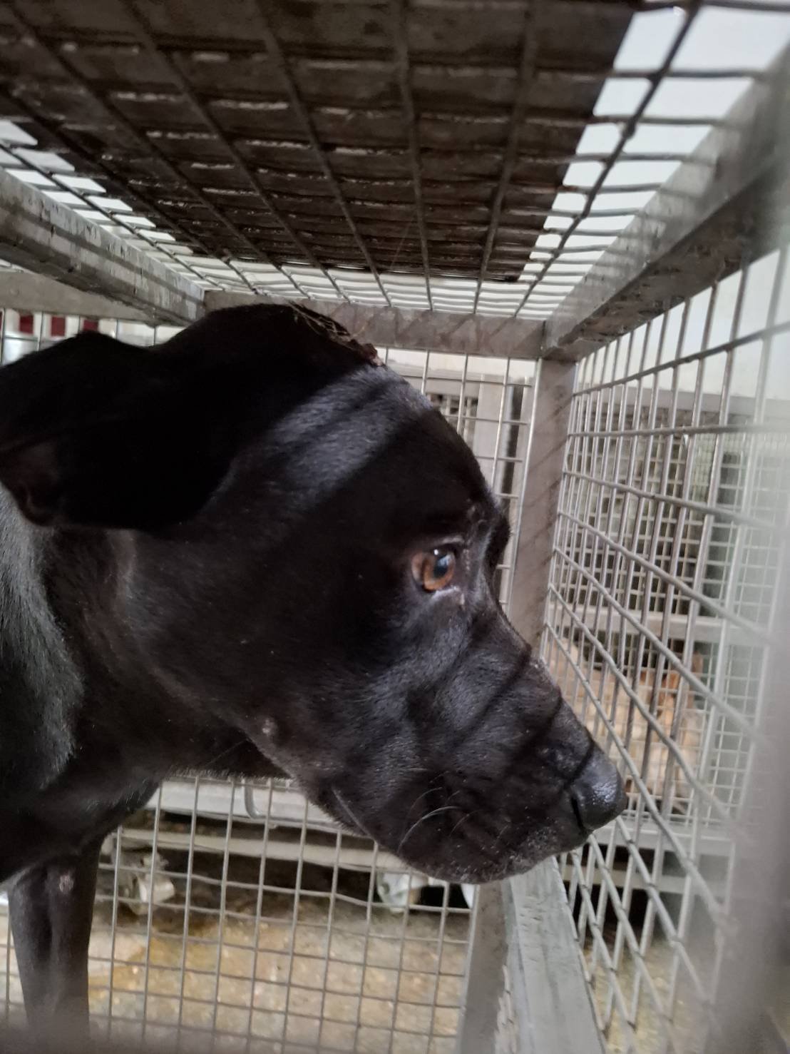 混種犬