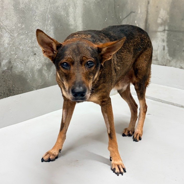 混種犬