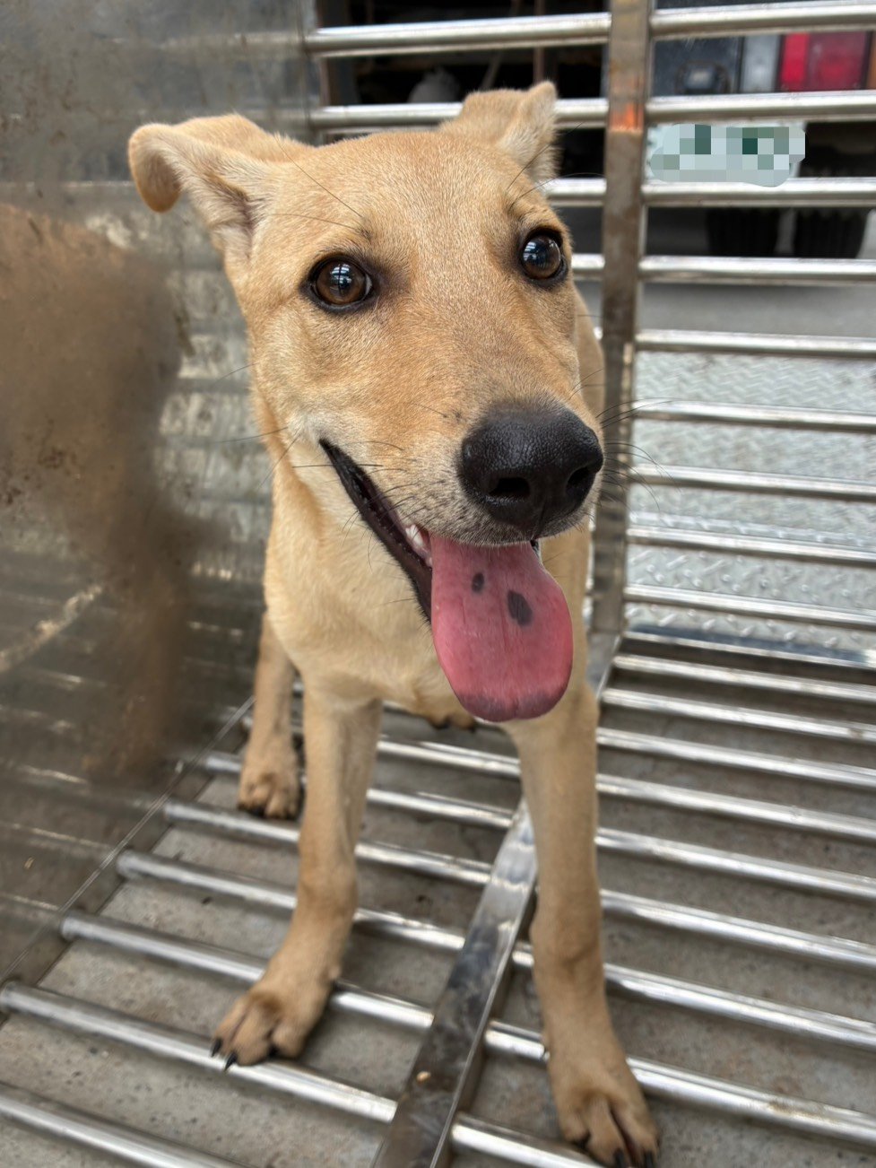 混種犬