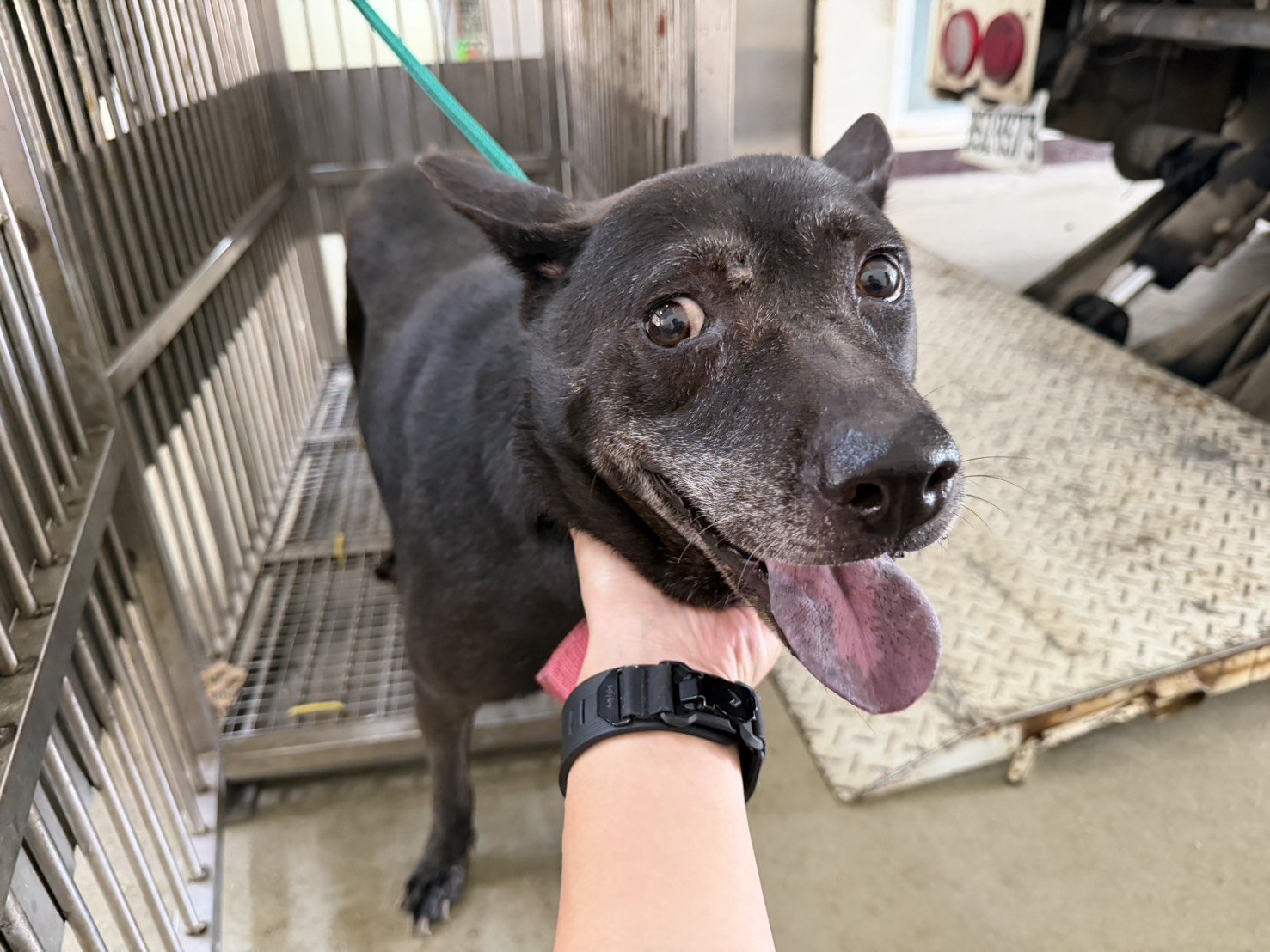 混種犬