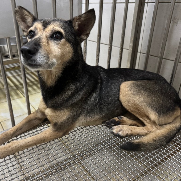 混種犬