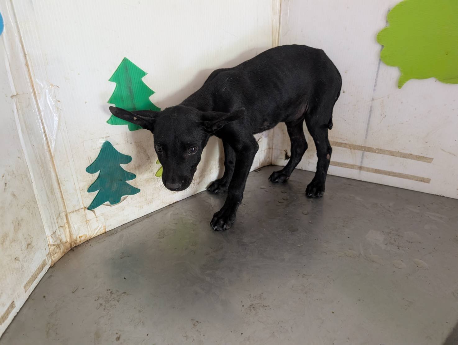 混種犬