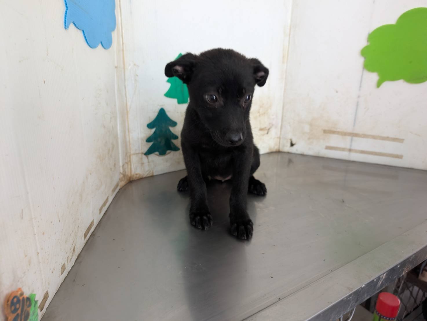 混種犬