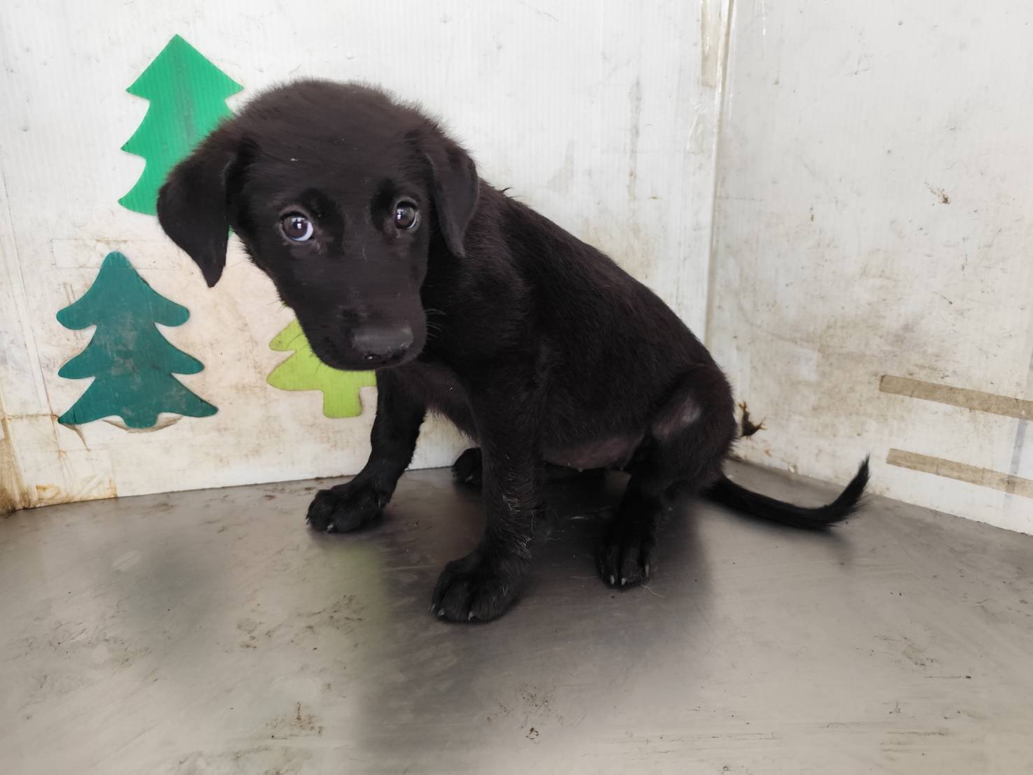 混種犬