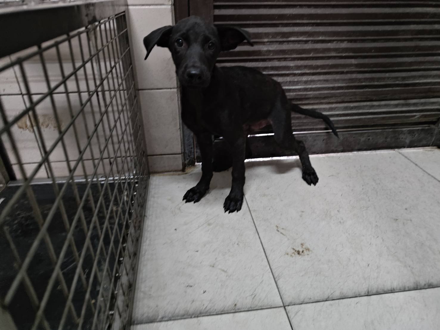 混種犬