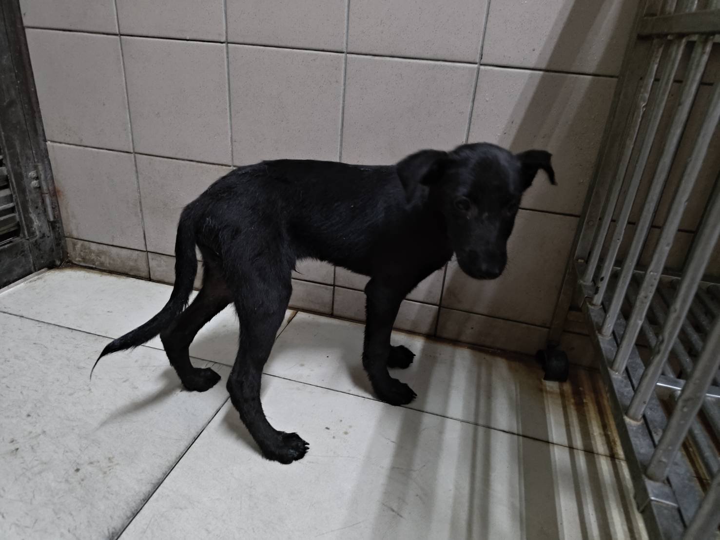 混種犬