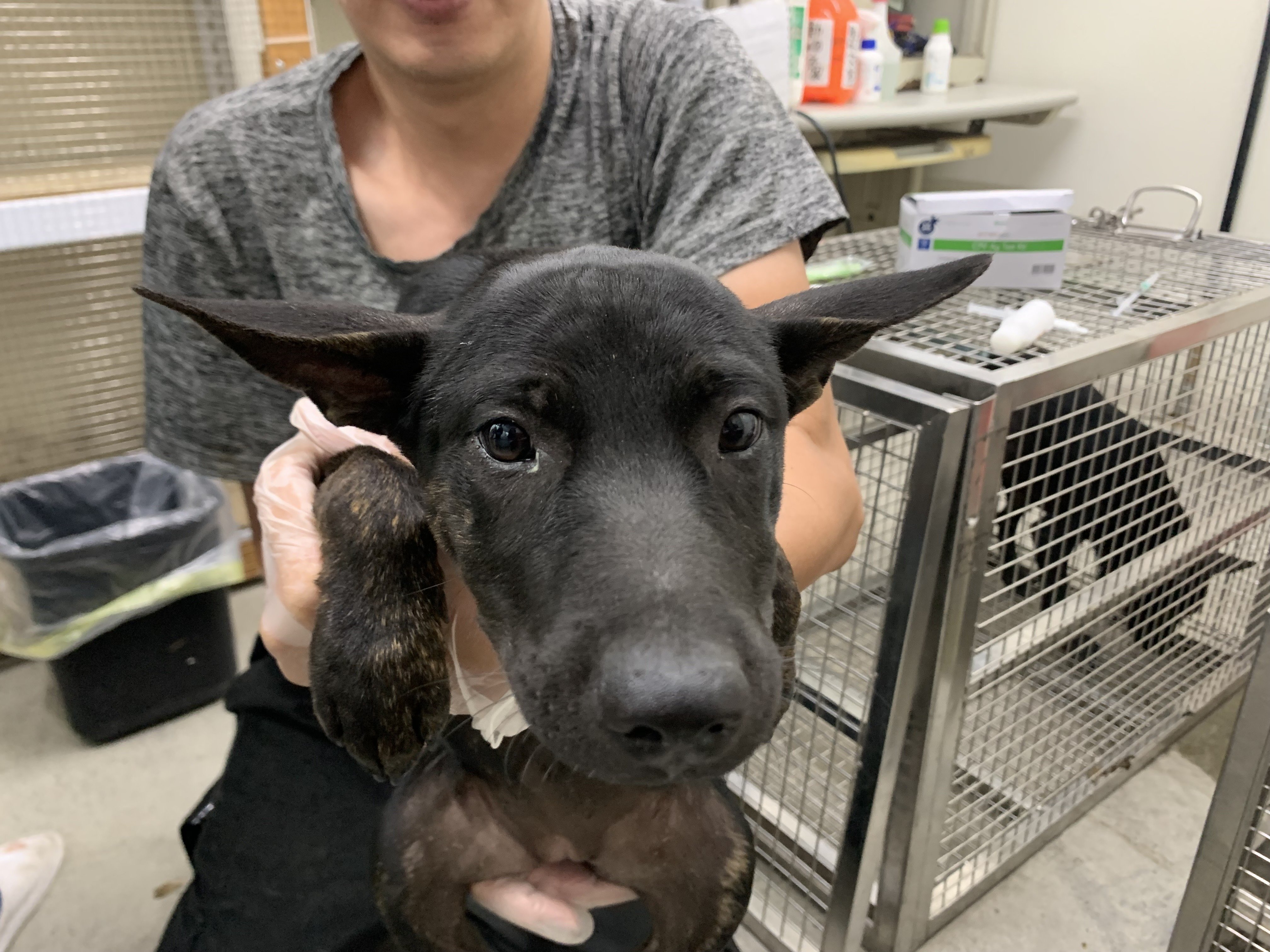 混種犬