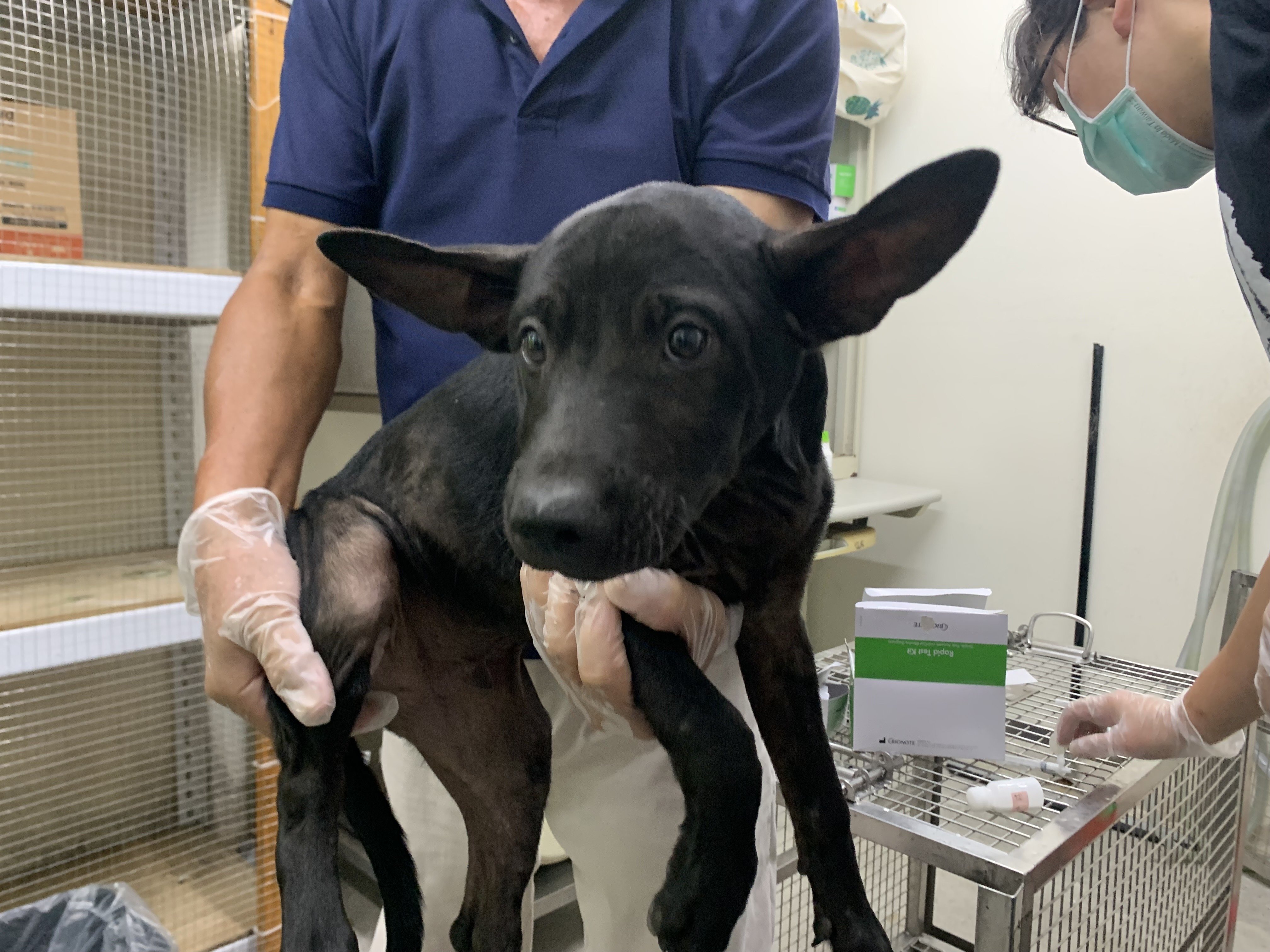 混種犬