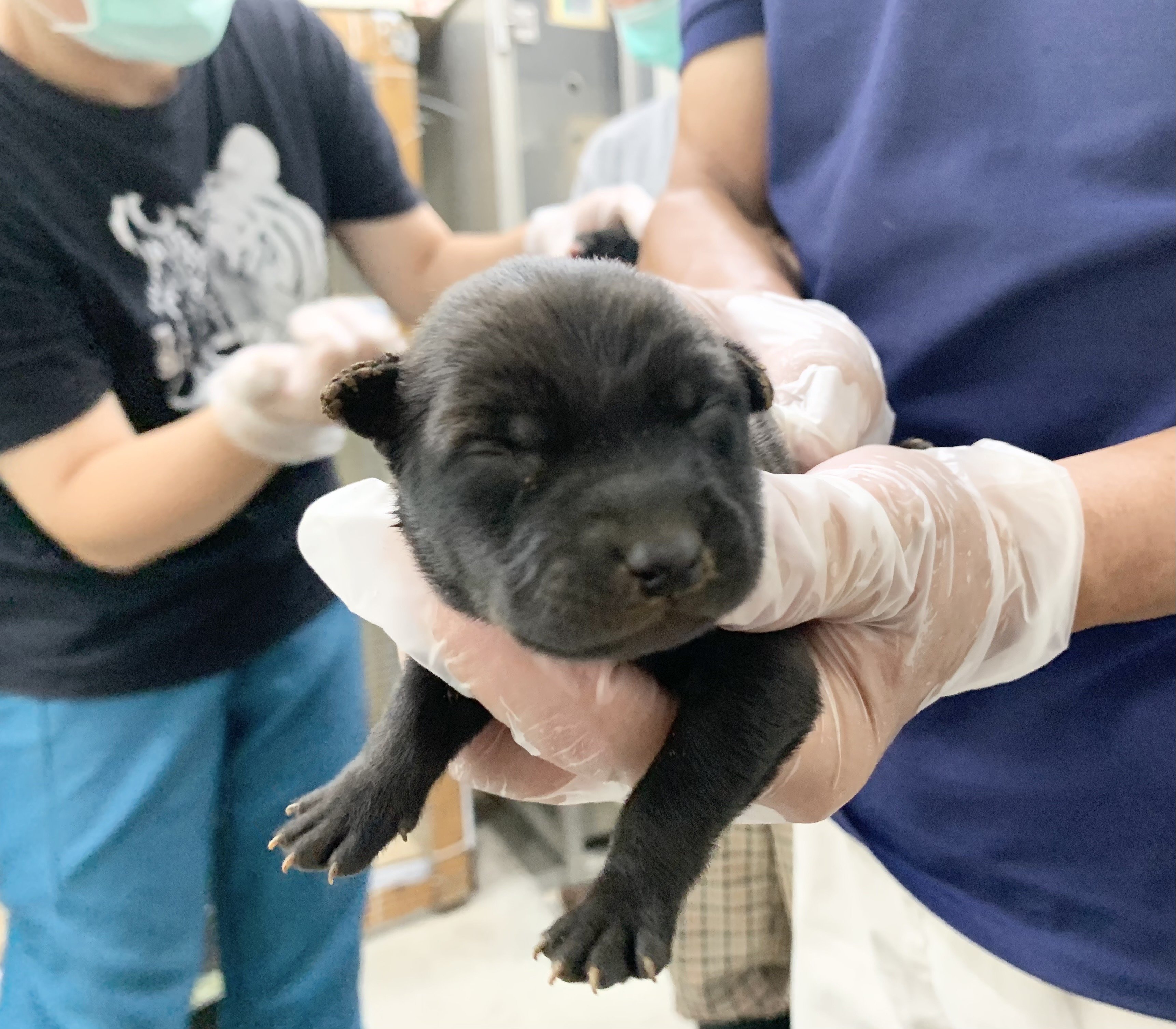 混種犬