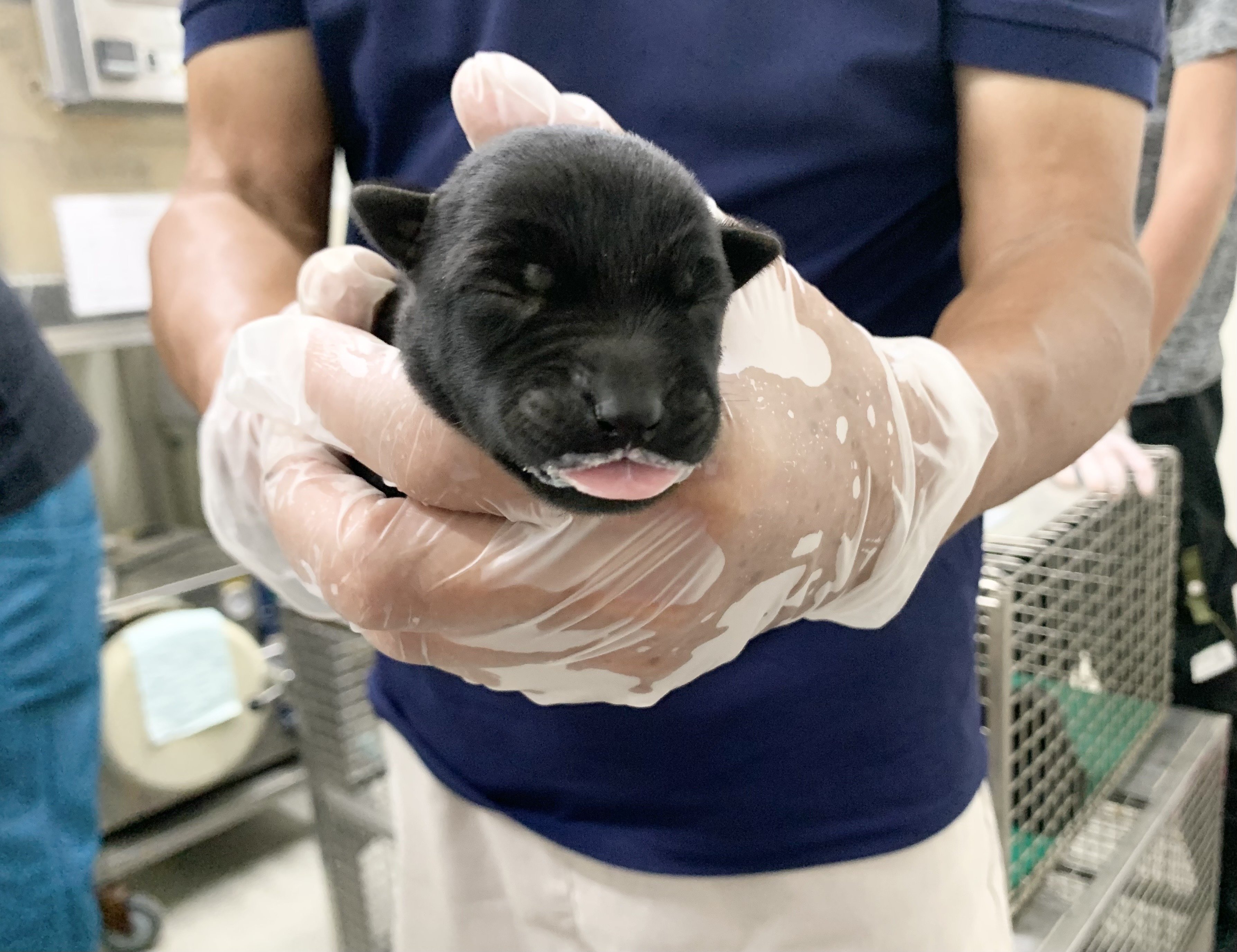 混種犬
